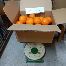 愛媛西宇和産　宮内いよかん　S-Lサイズ　8ｋｇ_画像1