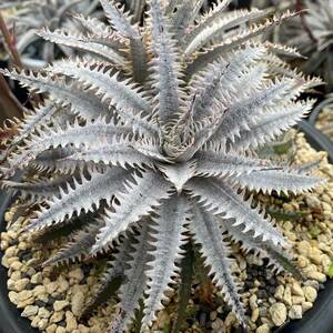 ★Spring sale★Dyckia 'Jaws' x 'Bill Paylen' dyckiayouup hybrid select