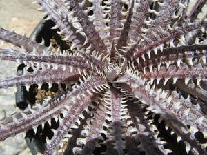 ★Spring sale★Dyckia ‘Briar Patch’ Bryan Chan hybrid