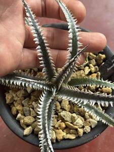 ★Spring sale★Dyckia 'Jaws' x 'A New Beginning’ dyckiayouup hybrid select