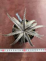 ★Spring sale★Dyckia 'Donna Marie' x goehringii dyckiayouup hybrid select_画像10