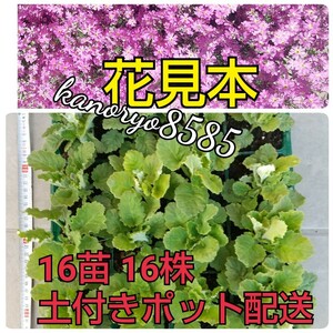 【匿名配送無料】16株 16苗 土付 ポット配送 さくら草 サクラソウ 桜草 花 ピンク 春 地植え 花壇 プランター 鉢植え 可愛いお花 蕾有り