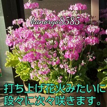 【匿名配送 送料無料】 お得 2杯♪桜草 さくら草 さくらそう サクラソウ 種 タネ たね ピンク 春 花 種から育てる ガーデニング_画像2