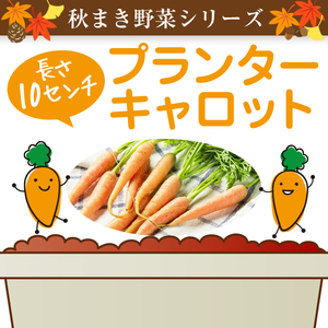 【ミニ野菜】プランターキャロットの種50粒～長さ10cmの育てやすい品種～