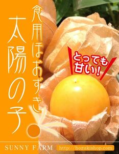 増量中！【スーパーフード】高糖度食用ほおずき「太陽の子」の種20粒【送料無料!】