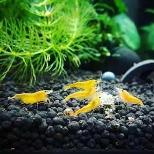 [Noir×Rouge] yellow Cherry shrimp 25 pcs set [ organism freshwater prawn Cherry shrimp shrimp tropical fish . egg water plants ]
