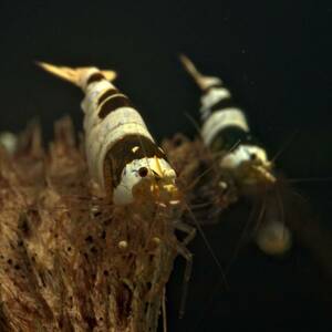『Noir×Rouge』 ブラックビーシュリンプ ５ 匹セット 【生体 ヌマエビ ビーシュリンプ shrimp 熱帯魚 抱卵 水草】