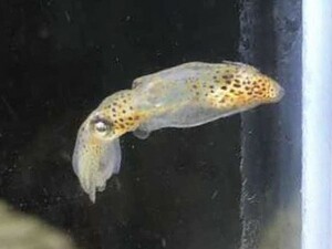 No32【3匹セット】ヒメイカ　世界最小級ミニサイズ　近海魚　海水魚　生体　頭足網ダンゴイカ目ヒメイカ科