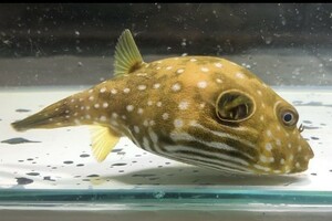 No4　サザナミフグ 　Mサイズ　近海魚　海水魚　生体　フグ目モヨウフグ属