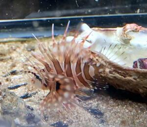 近海産キリンミノカサゴ　Sサイズ　近海魚　海水魚　生体　スズキ目フサカサゴ科