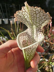 Sarracenia 'Titan' ①　サラセニア　抜き苗　食虫植物　ネペンテス