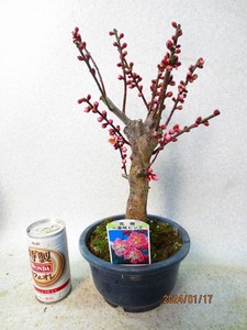 [. manner bonsai Ryuutsu ]. winter . plum * flower ..(01719) total height :38.* same packing is [ together transactions ] procedure strict observance *100 size * postage clear writing 