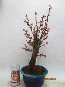 [. manner bonsai Ryuutsu ]. winter . plum * flower ..(011383 blue circle pra pot ) total height :42.* same packing is [ together transactions ] procedure strict observance *100 size * postage clear writing 