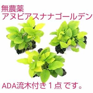 無農薬 アヌビアスナナゴールデン付きADA流木サイズ10～15cm 一点です