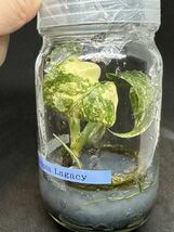 【veil plants】日本未入荷？tissue culture monstera deliciosa Lagacyモンステラ　デリシオーサ レガシー ①フラスコ苗 _画像1