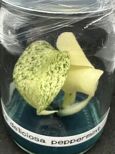 【veil plants】希少モンステラ　デリシオーサ　ペパーミント　tissue culture monstera deliciosa pepper mint