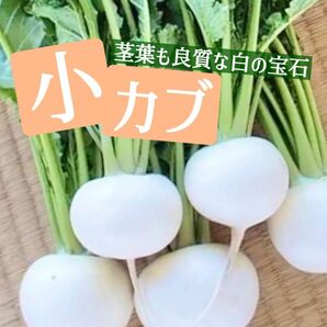 国産無農薬タネ 小かぶ 家庭菜園 食育 野菜 固定種 カブ 国内採取 育成