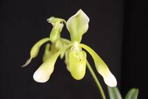 No.389 Paph.haynaldianum var.album x self 蕾付き株 パフィオ 原種_画像1