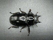 【ESW】能勢YG オオクワガタ ペア ♂75.0mm ♀49,0mm 新成虫 （90.0mm同腹）即ブリード可_画像7