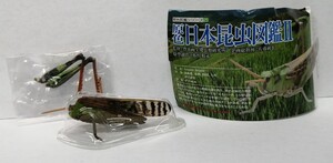 原色日本昆虫図鑑 II　トノサマバッタ　原色　バッタ　殿様飛蝗　蝗　虫　Locusta migratoria　ユージン　YUJIN　フィギュア