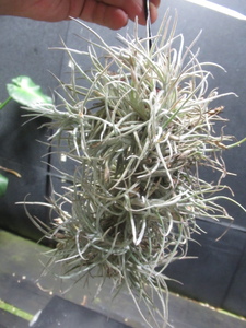 ＫＮ　ティランジア　クロカタ（TILLANDSIA CROCATA）　　　　0.8Ｍ以下