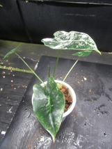 ＫＮ　１円！　アロカシア　‘グリーンベルベット白斑‘（ALOCASIA MICHOLITZIANA `GREEN VELVET VARIEGATED`）　　　0.8Ｍ以下_画像5