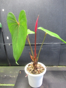 ＫＮ　チューリップ咲アンスリューム(ベニウチワ属）（ANTHURIUM SP. ）　　　　1.2Ｍ以下