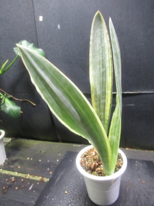 ＫＮ　サンセベリア　グイネンシス　‘‘ジャパニーズ　ストライプ‘（SANSEVIERIA GUINEENSIS `JAPANESE STRIPE‘）0.8Ｍ以下