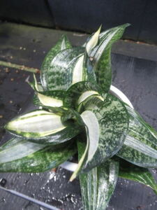 ＫＮ　サンセベリア(チトセラン属）トリファスキアタ　‘ハーニースウィールス‘（SANSEVIERIA trifasciata `HAHNII SWIRLS`）0.8Ｍ以下