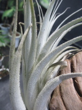 ＫＮ　ブラジル山採り株！　ティランジア　ピアウイエンシス（TILLANDSIA PIAUIENSIS）　　　0.8Ｍ以下_画像4