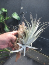 ＫＮ　ブラジル山採り株！　ティランジア　ピアウイエンシス（TILLANDSIA PIAUIENSIS）　　　0.8Ｍ以下_画像6