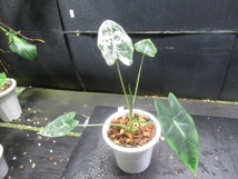 ＫＮ　１円！　アロカシア　‘グリーンベルベット白斑‘（ALOCASIA MICHOLITZIANA `GREEN VELVET VARIEGATED`）　　　0.8Ｍ以下_画像2