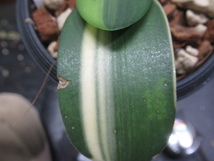 ＫＮ　ハエマンサス　アルビフロス　‘バリエゲイテッド‘（HAEMANTHUS ALBIFLOS `VARIEGATED`）　　　0.8Ｍ以下_画像5