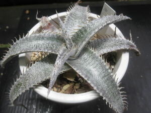 ＫＮ　ディッキア　マルニエル　ラポストレイ　バラエティ　エステベシー（DYCKIA MARNIER-LAPOSTOLLEI var. ESTEVESII）　0.8Ｍ以下