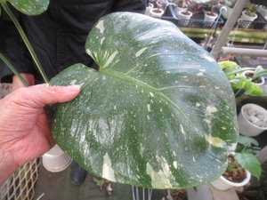 ＫＮ　モンステラ(ホウライショウ属）　デリシオサ　‘カスミ‘　（MONSTERA DELICIOSA `KASUMI`）　　1.2Ｍ以下