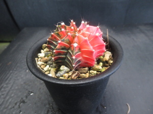 KN　ギムノカリキューム　ミハノビッチ‘バリエゲイテットセレクト‘（GYMNOCALYCIUM mihanovichii `VARIEGEITED select`）0.8Ｍ以下