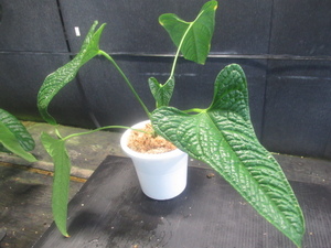 ＫＮ　１円！　アンスリューム(ベニウチワ属）　ラッポアナム（ANTHURIUM LAPPOANUM）　　　0.8Ｍ以下