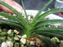 ＫＮ　１円！　ディッキア　エステベシー　‘スマイル　ドワーフタイプ‘（DYCKIA ESTEVESII `SMILE dwarf form`）　　　　0.8Ｍ以下_画像2