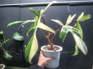 ＫＮ　フィロデンドロン　ハイブリッド　‘フロリダ　ビューティ‘（PHILODENDRON hybrid `FLORIDA BEAUTY`）　　　1.2Ｍ以下