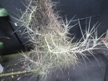 ＫＮ　１円！　ティランジア　カエルレア（TILLANDSIA CAERULEA）　　　　0.8Ｍ以下_画像6