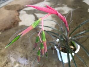 ＫＮ　ビルベルギア(ツツアナナス属）　ヌタンス　‘ミニ　ペルー‘（BILLBERGIA NUTANS `MINI PERU`）　　　0.8Ｍ以下