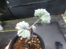 ＫＮ　１円！　ペラルゴニューム(テンジクアオイ属）　ミラビレ（PELARGONIUM MIRABILE nr.11341）　　　0.8Ｍ以下_画像6