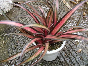 ＫＮ　１円！　クリプトベルギア　‘レッドバースト斑入り‘（CRYPTBERGIA hybrid `RED BURST variegated`）　　　0.8Ｍ以下