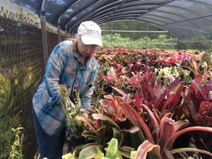 ＫＮ　リサの　ビルベルギア　ビッタータ　‘ドミンゴス　マルティンス‘（BILLBERGIA VITTATA `DMINGOS MERTINS`）　　　0.8Ｍ以下