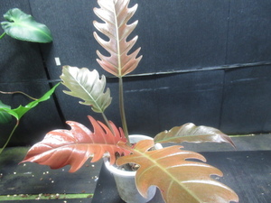 ＫＮ　１円！　フィロデンドロン　セルラータ　‘パーシモン‘（PHILODENDRON SERRATUM hybrid `PERSIMMON`）　　1.2Ｍ以下　