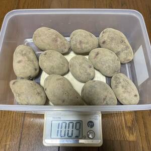 グランドペチカ種芋1kg (No7)