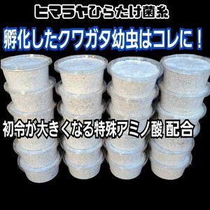 特選！ヒマラヤひらたけ菌糸カップ120ml　初令、2令幼虫専用栄養添加剤配合！　オオクワ、ニジイロ、ヒラタ、ノコギリ、シカ、フタマタに！