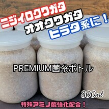 極上！ヒマラヤひらたけプレミアム菌糸瓶【800ml 】トレハロース・ローヤルゼリー・キトサン強化配合　ニジイロクワガタ、オオクワにお薦め_画像3