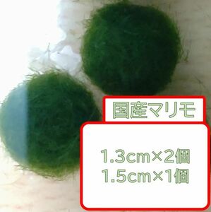 国産まりも1.3cm×2 1.5cm×1　おまけ付き