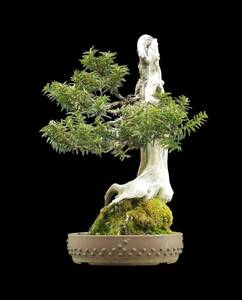 [ bonsai shop Yamato ] one rank ichii mountain .. mountain tree middle goods bonsai who comes to take warm welcome our company delivery . possible ( Japanese black pin . pine . leaf pine Rhododendron indicum zelkova maple thread fish river genuine Kashiwa )104